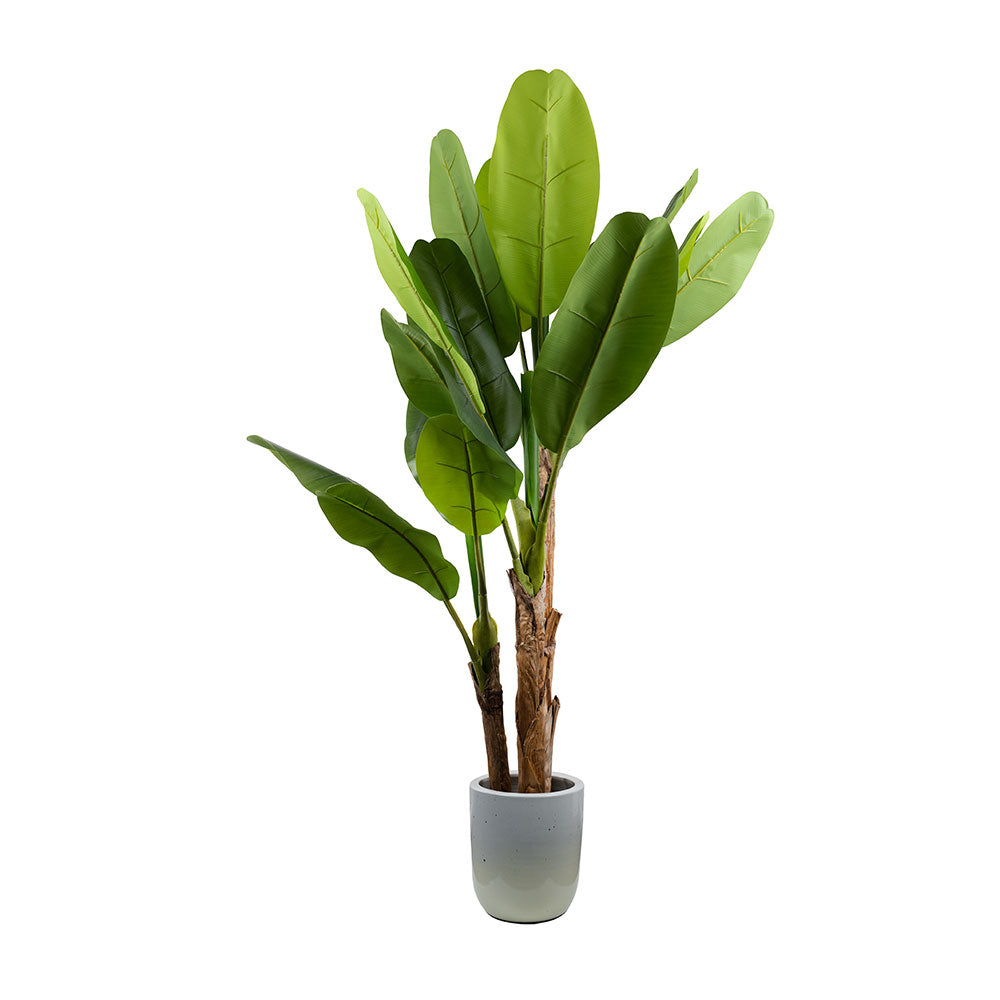 200cm tall realistic artificial Banana tree with lush tropical leaves in indoor pot