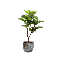 Compact artificial fiddle leaf fig with lush green leaves, ideal for small indoor spaces